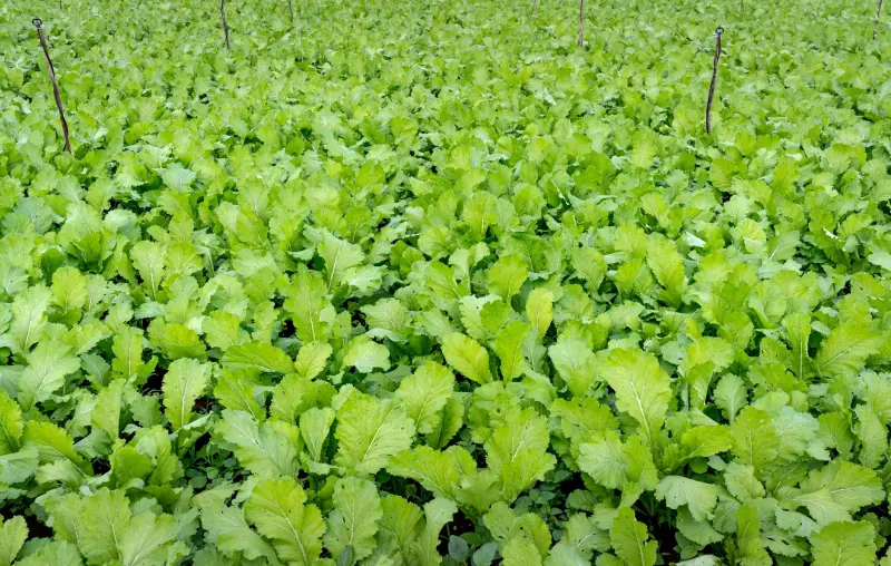 农事记录软件如何助力种植大户实现精准化农业生产管理